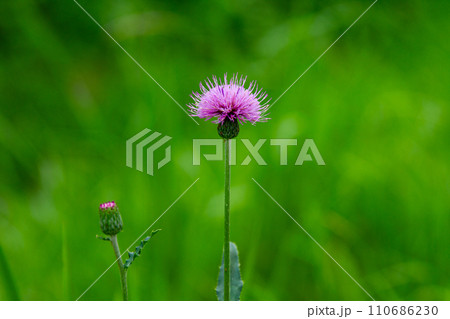 静岡県掛川市幡鎌　天竜浜名湖鉄道と沿線の風景 110686230