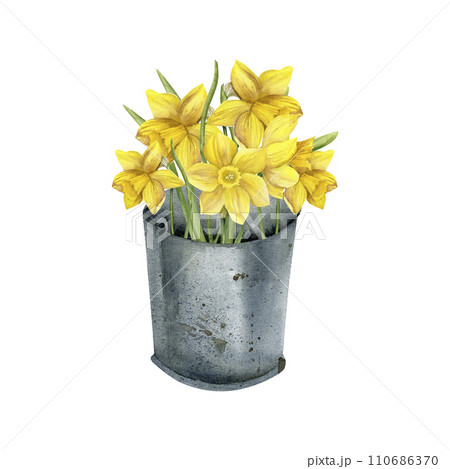 Watercolor yellow daffodils in old metal can vase. Hand drawn spring flowers bouquet with green leaves in vintage bucket for floral shop label, logo design Watercolor yellow daffodils in old metal can vase. Hand drawn spring flowers bouquet with green leaves in vintage bucket for floral shop label, logo design 110686370