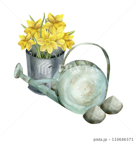 Watercolor watering can with stones and yellow daffodils bouquet in metal vintage bucket. Hand drawn garden tools illustration, floral arrangement , composition for florist shop, label, logo Watercolor watering can with stones and yellow daffodils bouquet in metal vintage bucket. Hand drawn garden tools illustration, floral arrangement , composition for florist shop, label, logo 110686371