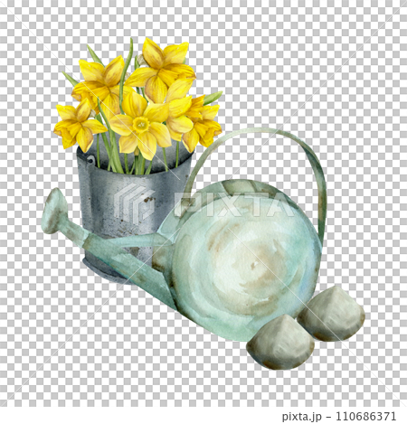 Watercolor watering can with stones and yellow daffodils bouquet in metal vintage bucket. Hand drawn garden tools illustration, floral arrangement , composition for florist shop, label, logo Watercolor watering can with stones and yellow daffodils bouquet in metal vintage bucket. Hand drawn garden tools illustration, floral arrangement , composition for florist shop, label, logo 110686371