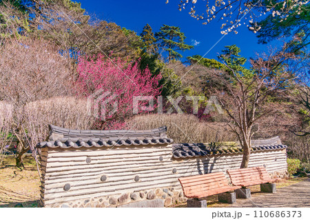 （静岡県）熱海梅園・韓国庭園の梅 110686373