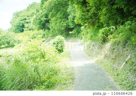 緑に囲まれた森の細道 オールドレンズ撮影 緑に囲まれた森の細道 オールドレンズ撮影 110686426