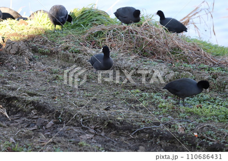 冬の河川敷で草の新芽を食べるオオバンの群れ 110686431