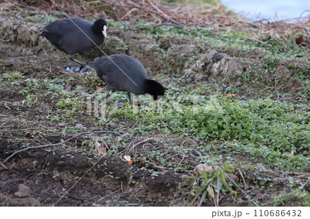 冬の河川敷で草の新芽を食べるオオバンの群れ 冬の河川敷で草の新芽を食べるオオバンの群れ 110686432