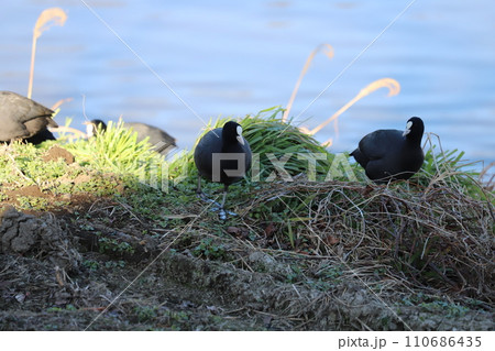 冬の河川敷で草の新芽を食べるオオバンの群れ 110686435
