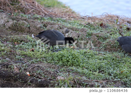 冬の河川敷で草の新芽を食べるオオバンの群れ 110686436