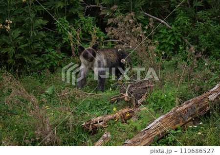 北海道　野生のヒグマ 110686527