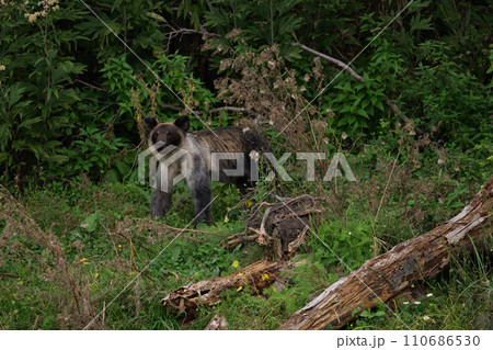 北海道　野生のヒグマ 110686530