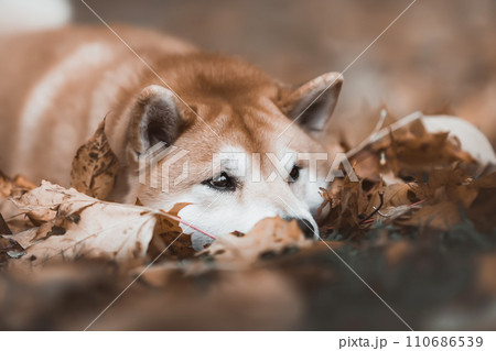 Sad and unhappy dog Shiba Inu lies in the fallen leaves. Autumn melancholy and depression. Sad and unhappy dog Shiba Inu lies in the fallen leaves. Autumn melancholy and depression. 110686539