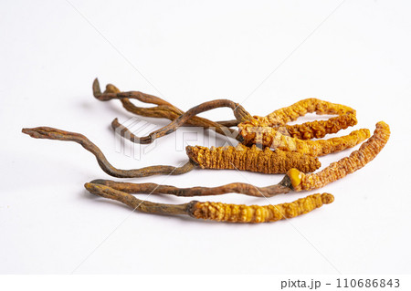 Cordyceps or Ophiocordyceps sinensis mushroom herb is fungus for used as medicine on white background. Cordyceps or Ophiocordyceps sinensis mushroom herb is fungus for used as medicine on white background. 110686843