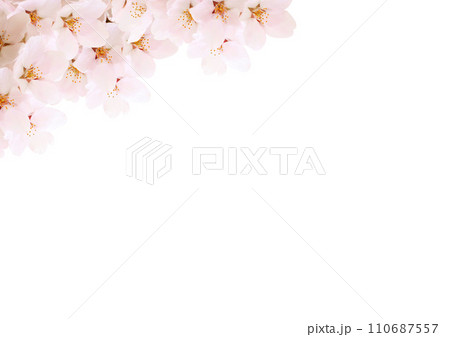 桜の花 110687557