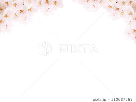 桜の花 桜の花 110687565