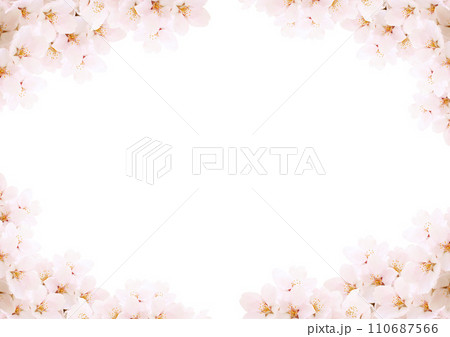 桜の花 桜の花 110687566