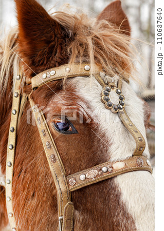 Close up horse in harness, frosty, winter Close up horse in harness, frosty, winter 110687640
