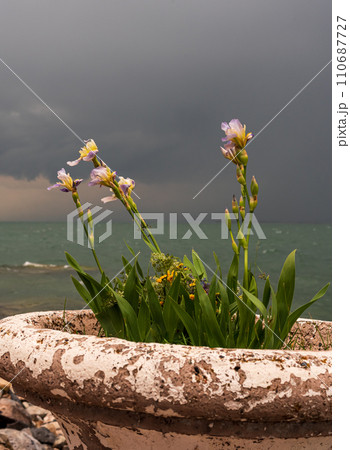 Lake Sevan in Armenia during a storm. Irises in a flowerpot in the foreground 110687727