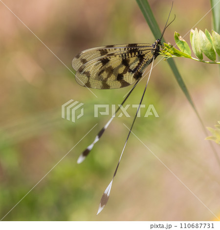Fragile Neuroptera winged insect on aromatic flower 110687731
