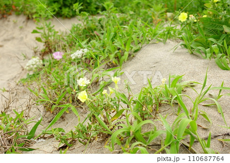 砂上の花 110687764