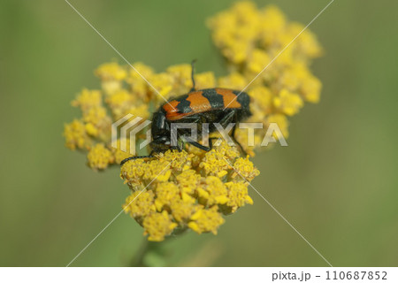 Mylabris variabilis - red and black beetle on a yellow flower. 110687852