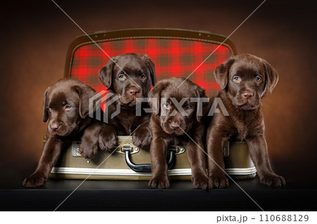 Four puppies of chocolate labrador retriever are sitting in vintage suitcase and try to escape. Travel, vacation, relocation with pets animals concept. Four puppies of chocolate labrador retriever are sitting in vintage suitcase and try to escape. Travel, vacation, relocation with pets animals concept. 110688129