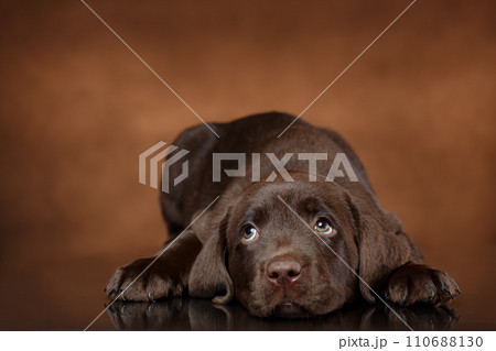 Tired or sad chocolate labrador retriever puppy lie and look top with an smart eyes. Tired or sad chocolate labrador retriever puppy lie and look top with an smart eyes. 110688130