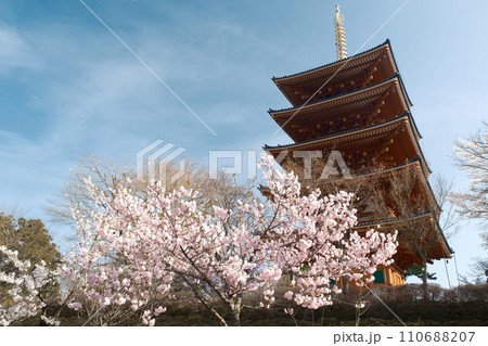 満開の桜、成相寺 満開の桜、成相寺 110688207