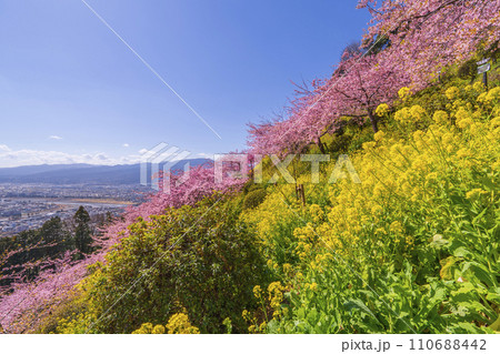 松田町の春景色　丘の上から望む春の花々と麓の町並み【神奈川県】 110688442