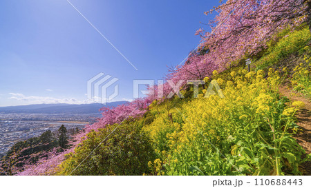 松田町の春景色　丘の上から望む春の花々と麓の町並み【神奈川県】 110688443