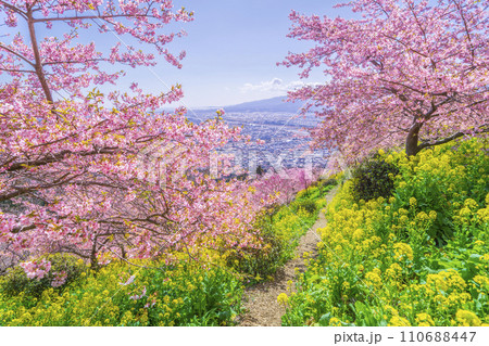 松田町の春景色 丘の上から望む春の花々と麓の町並み【神奈川県】 松田町の春景色 丘の上から望む春の花々と麓の町並み【神奈川県】 110688447