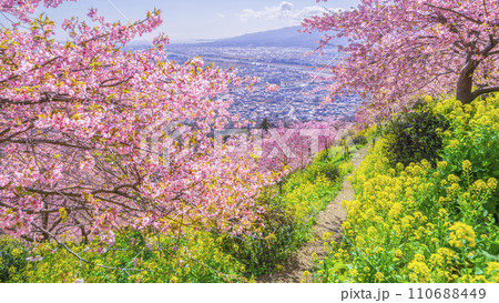 丘の上に咲く河津桜と菜の花の道を歩いた先に見える足柄平野【神奈川県・松田町】 110688449