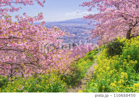 丘の上に咲く河津桜と菜の花の道を歩いた先に見える足柄平野【神奈川県・松田町】 丘の上に咲く河津桜と菜の花の道を歩いた先に見える足柄平野【神奈川県・松田町】 110688450