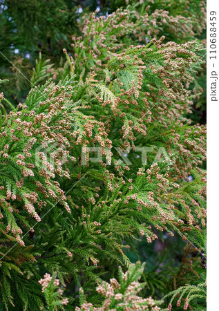 花粉症　スギ花粉　杉の花 110688459