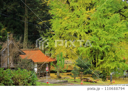 迦俱神社銀杏 迦俱神社銀杏 110688794