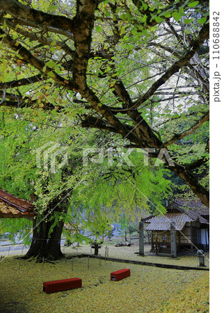 迦俱神社銀杏 110688842