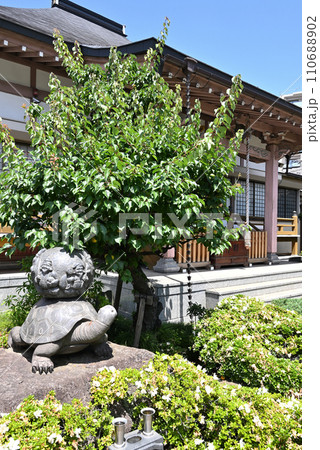 川口散歩・正眼寺 曹洞宗 川口市宮町 川口散歩・正眼寺 曹洞宗 川口市宮町 110688902