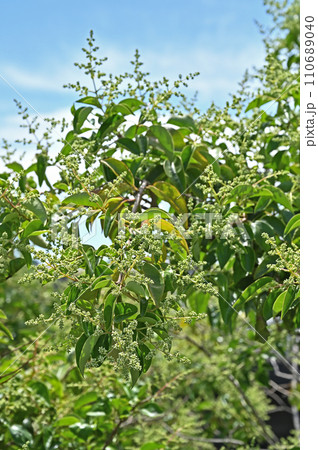 樹木・ネズミモチ　モクセイ科 110689040