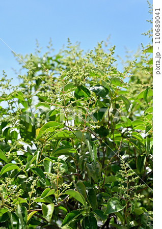 樹木・ネズミモチ　モクセイ科 110689041