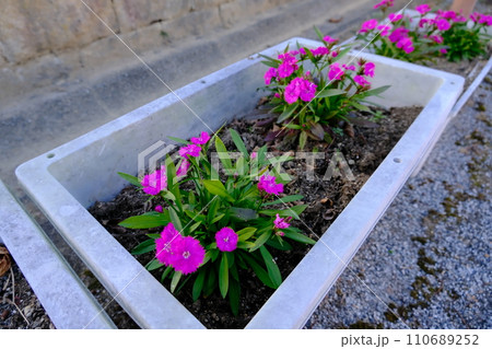 ピンク色の花が咲く花壇 ピンク色の花が咲く花壇 110689252