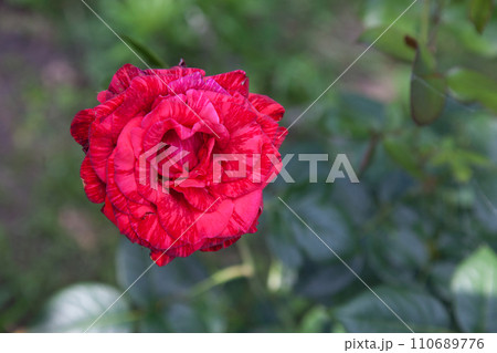 Beautiful pink rose bush growing in the garden.. 110689776