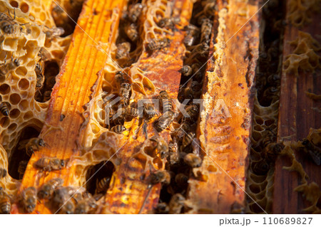 Open hive showing the bees swarming on a honeycomb.. 110689827