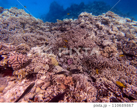 Underwater life of reef with corals and tropical fish. Coral Reef at the Red Sea, Egypt. 110689867