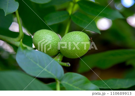Green walnuts growing on a tree branch.. Green walnuts growing on a tree branch.. 110689913