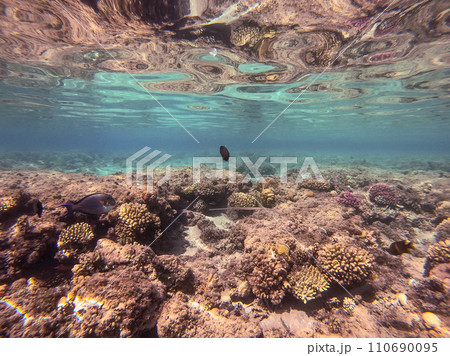 Bluespotted cornet fish, smooth cornet fish or smooth flutemouth at coral reef.. 110690095