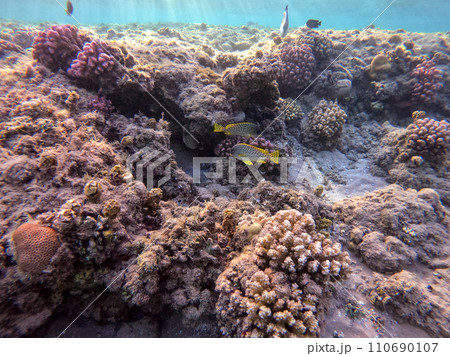 Blackspotted rubberlip fish or plectorhinchus gaterinus at coral reef.. 110690107