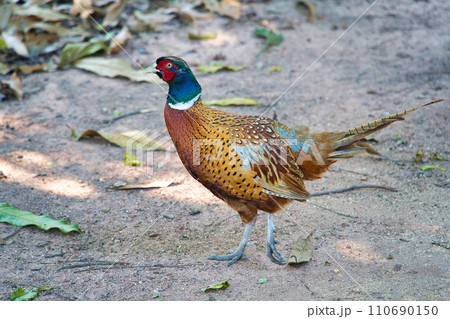 闊歩するキジ 110690150