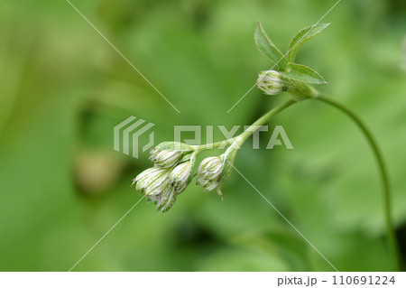 Carnic masterwort Carnic masterwort 110691224