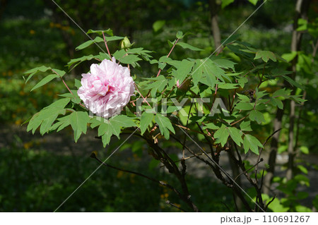 Tree peony Tree peony 110691267
