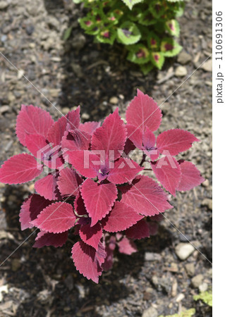 Painted nettle Painted nettle 110691306