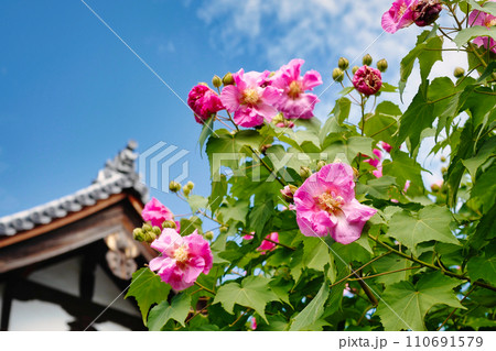 天寧寺の酔芙蓉 天寧寺の酔芙蓉 110691579