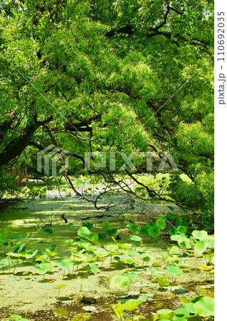 勧修寺 氷室池(京都市山科区) 勧修寺 氷室池(京都市山科区) 110692035