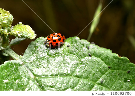 An Asian ladybug attacks a family of aphids. 110692700